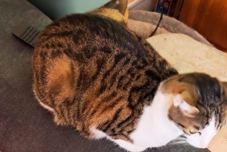 Disappearance alert Cat Female , 4 years Barberaz France
