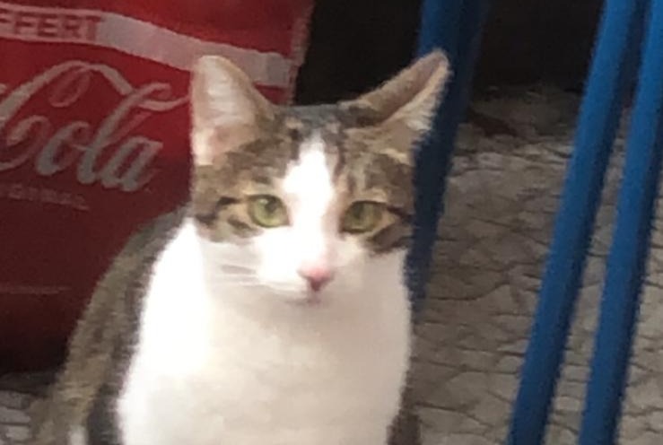 Disappearance alert Cat Female , 4 years Barberaz France