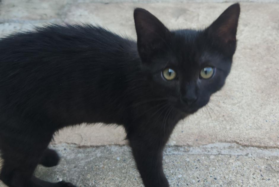 Disappearance alert Cat miscegenation  Male , 0 years Saint-Pierre-de-Varengeville France
