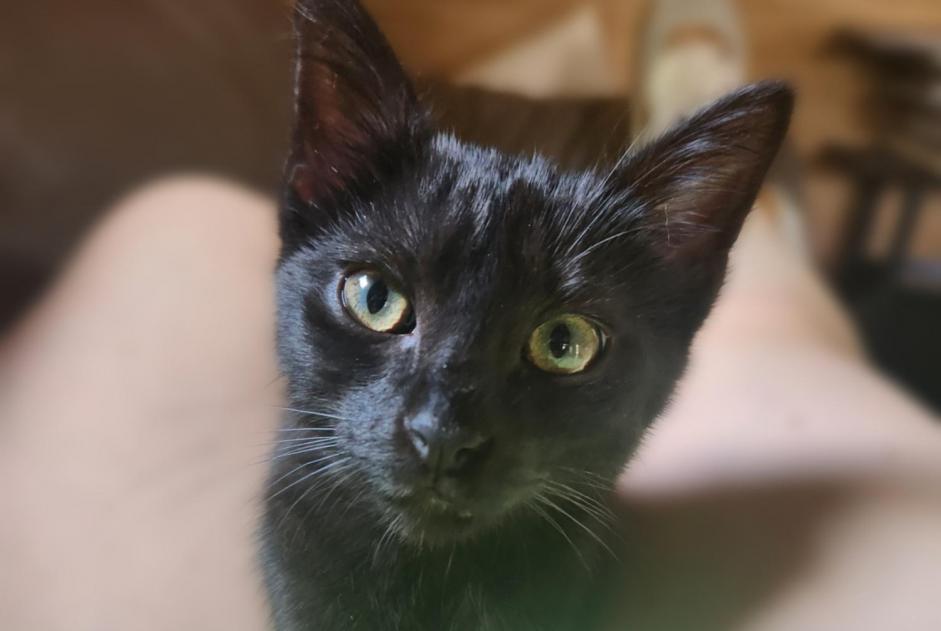 Disappearance alert Cat miscegenation  Male , 0 years Saint-Pierre-de-Varengeville France