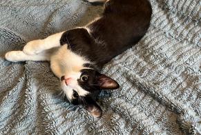 Disappearance alert Cat Male , 1 years Nantes France