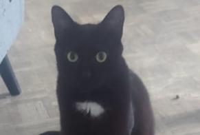 Disappearance alert Cat Male , 3 years Chaumont France