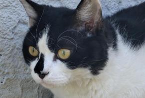 Disappearance alert Cat miscegenation  Male , 1 years La Motte-Servolex France