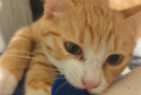 Disappearance alert Cat miscegenation  Male , 1 years Villefranche-sur-Saône France