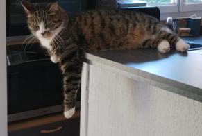 Disappearance alert Cat miscegenation  Female , 7 years Conches-sur-Gondoire France