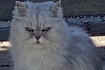 Disappearance alert Cat  Male , 9 years Louvroil France