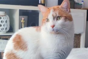 Disappearance alert Cat Male , 5 years Pibrac France