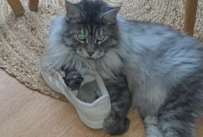 Disappearance alert Cat  Male , 6 years Quesnoy-sur-Deûle France