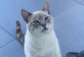 Disappearance alert Cat Male , 3 years Petite-Île France
