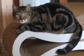 Disappearance alert Cat  Male , 5 years Aix-en-Provence France
