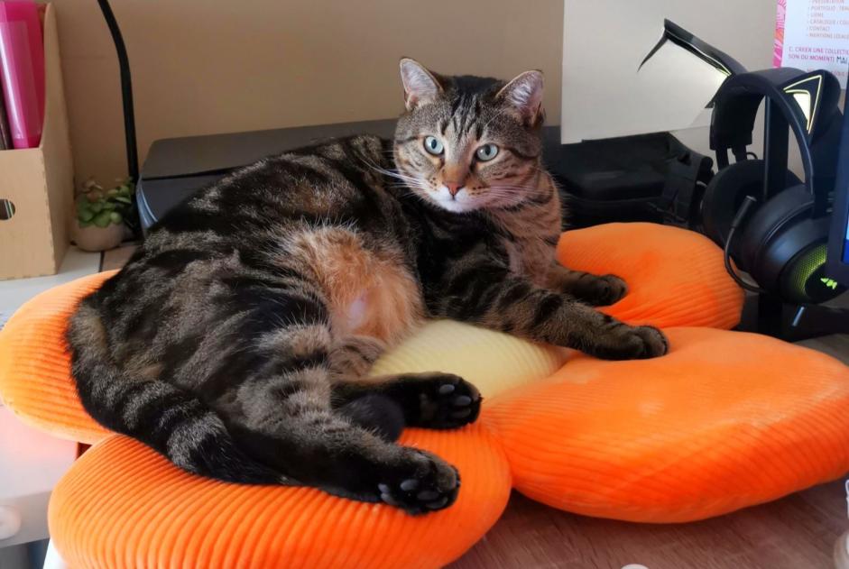 Disappearance alert Cat  Male , 5 years Aix-en-Provence France