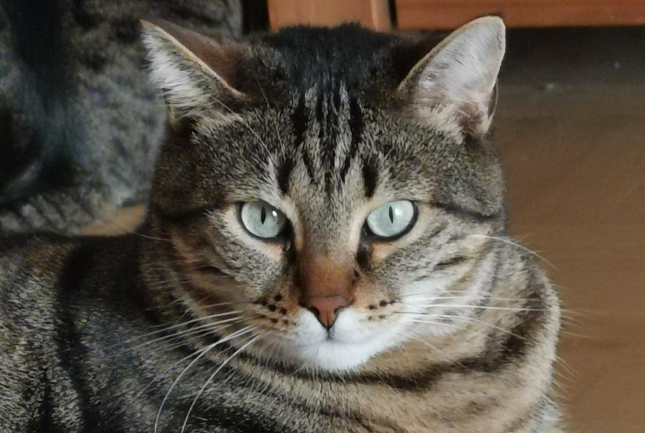 Disappearance alert Cat  Male , 5 years Aix-en-Provence France