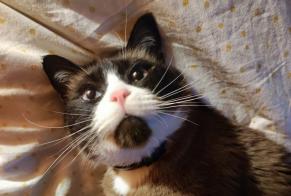 Disappearance alert Cat  Male , 8 years Annecy France