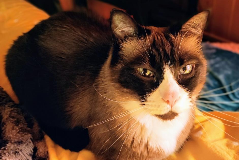 Disappearance alert Cat  Male , 8 years Annecy France