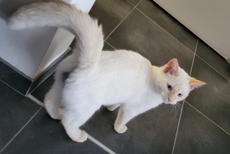 Disappearance alert Cat  Male , 1 years Bavay France