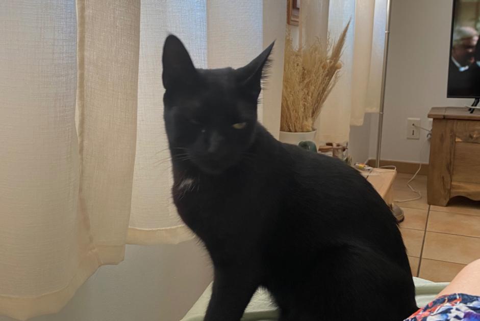 Disappearance alert Cat Male , 3 years Torreilles France