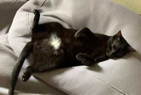 Disappearance alert Cat Male , 3 years Toulon France