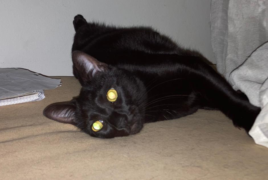 Disappearance alert Cat Male , 3 years Toulon France