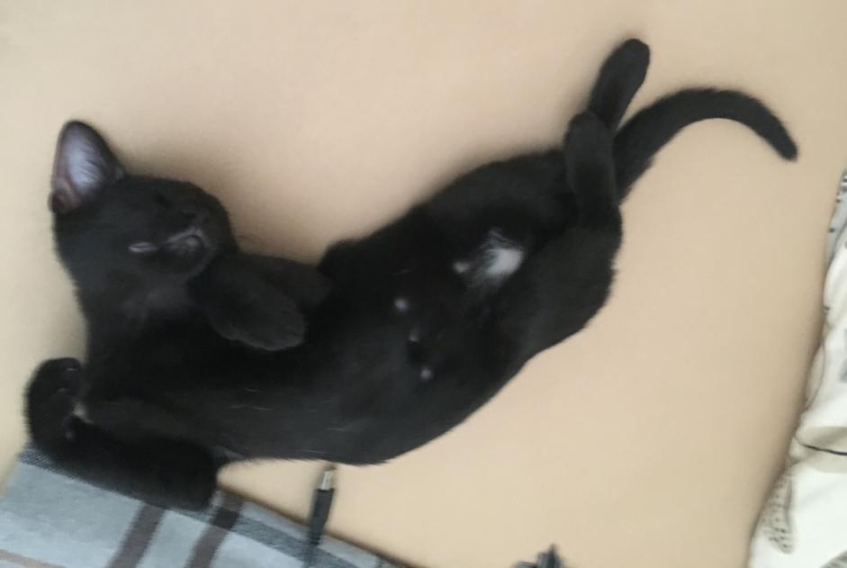 Disappearance alert Cat Male , 3 years Toulon France