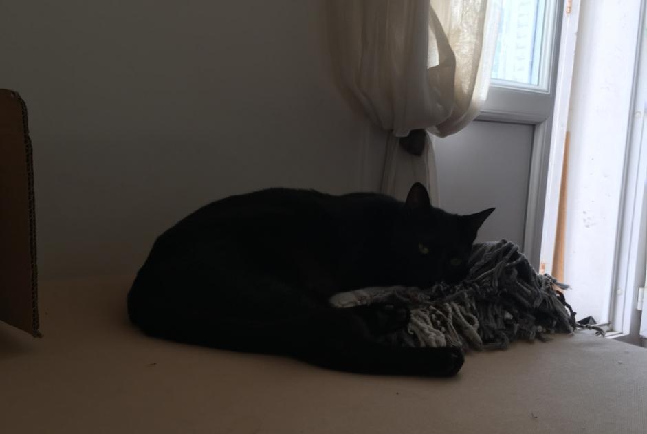 Disappearance alert Cat Male , 3 years Toulon France