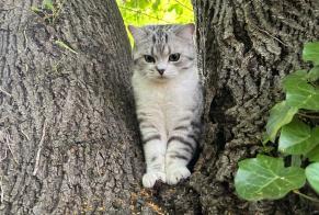 Disappearance alert Cat  Male , 1 years Villenave-d'Ornon France