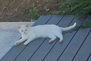 Discovery alert Cat Unknown Fixin France