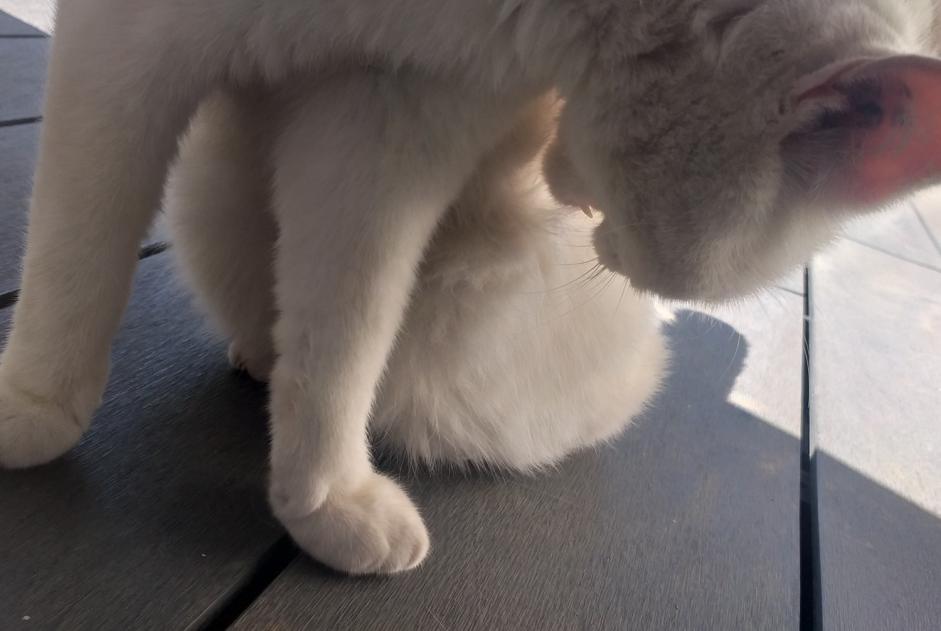 Discovery alert Cat Unknown Fixin France