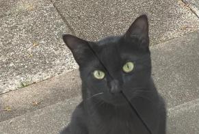 Discovery alert Cat miscegenation  Male Poitiers France