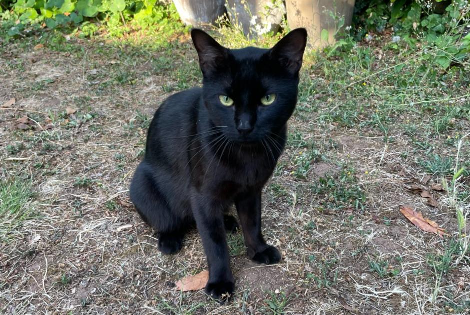 Discovery alert Cat miscegenation  Male Poitiers France