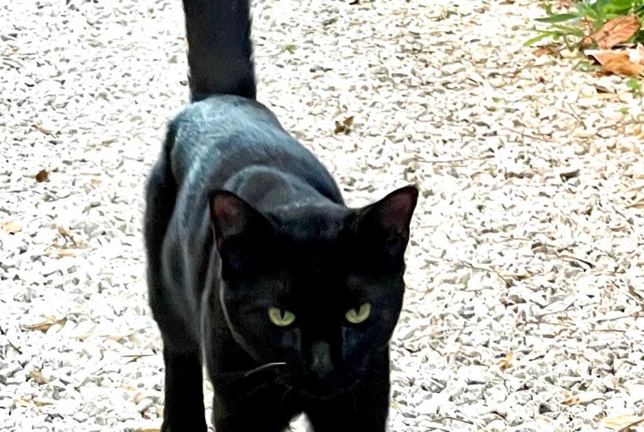 Discovery alert Cat miscegenation  Male Poitiers France