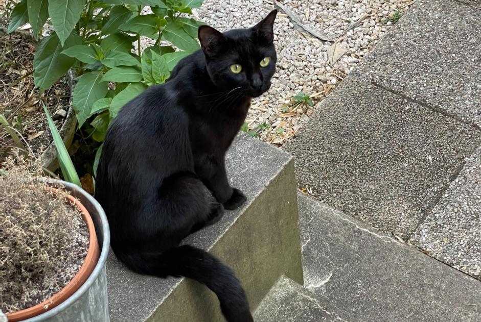 Discovery alert Cat miscegenation  Male Poitiers France