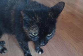 Discovery alert Cat miscegenation  Female Lens France