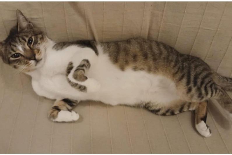 Disappearance alert Cat miscegenation  Male , 5 years Saint-Florentin France