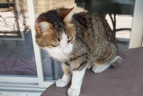 Discovery alert Cat Female Valencisse France