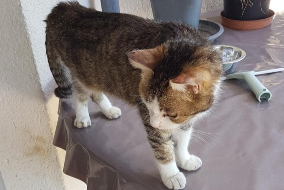 Discovery alert Cat Female Valencisse France