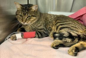 Discovery alert Cat Male Dijon France