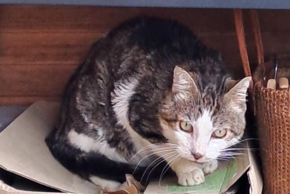 Disappearance alert Cat miscegenation  Male , 13 years Aix-en-Provence France