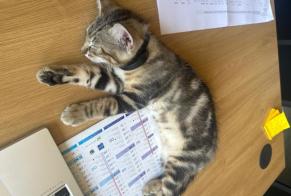 Discovery alert Cat Male Annonay France