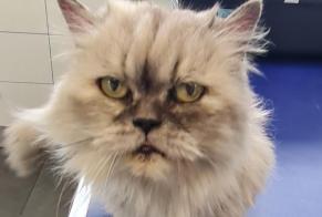 Discovery alert Cat  Female , 10 years Lavardac France