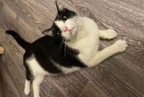 Discovery alert Cat miscegenation  Male , 4 years Saint-Fons France
