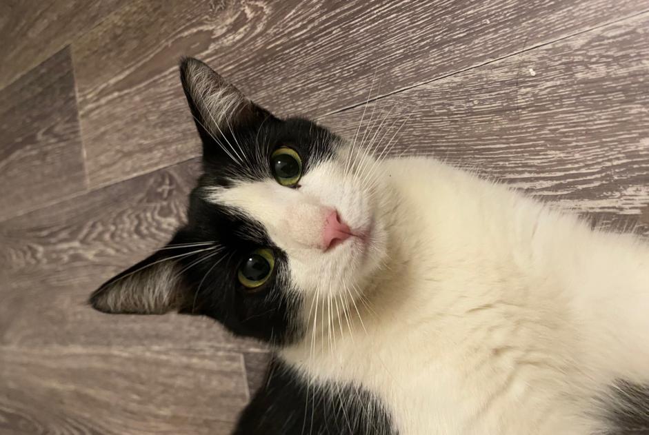 Discovery alert Cat miscegenation  Male , 4 years Saint-Fons France