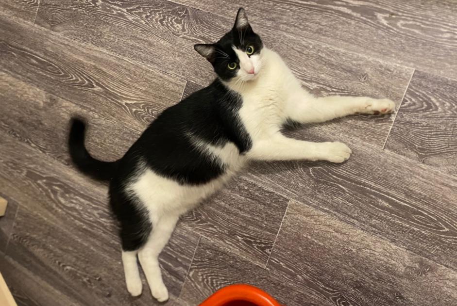 Discovery alert Cat miscegenation  Male , 4 years Saint-Fons France