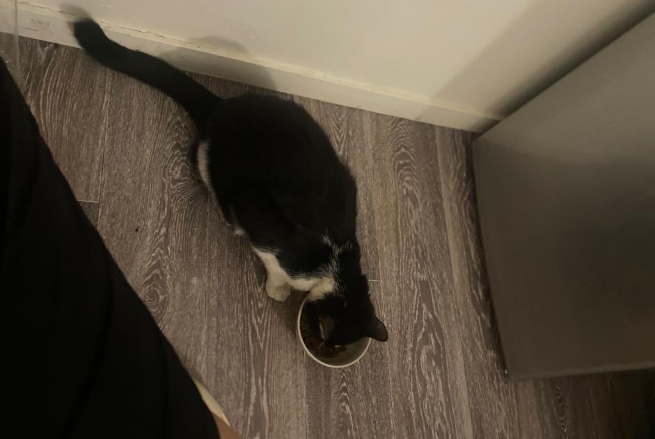 Discovery alert Cat miscegenation  Male , 4 years Saint-Fons France