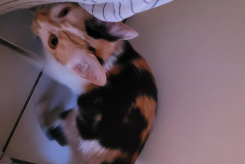 Discovery alert Cat  Female Valenton France