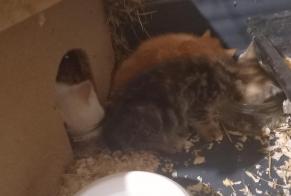 Discovery alert Cat miscegenation  Male Lanobre France