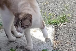 Discovery alert Cat  Female Belfort France