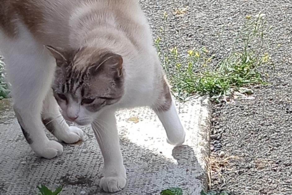 Discovery alert Cat  Female Belfort France