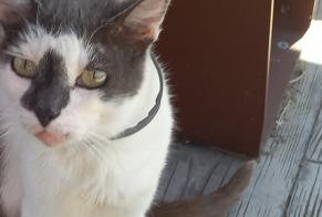 Discovery alert Cat Unknown Challans France