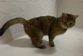 Discovery alert Cat Unknown Tours France