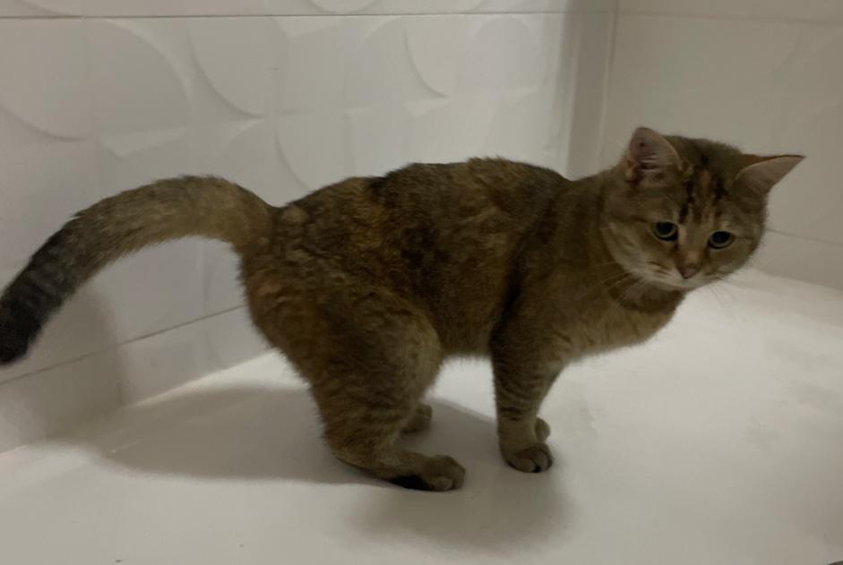 Discovery alert Cat Unknown Tours France